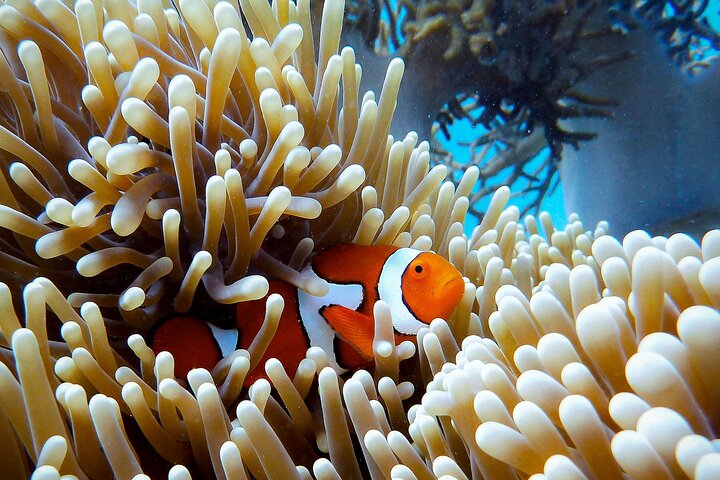 4 Days Great Barrier Reef, Kuranda, Daintree & Tablelands Cairns