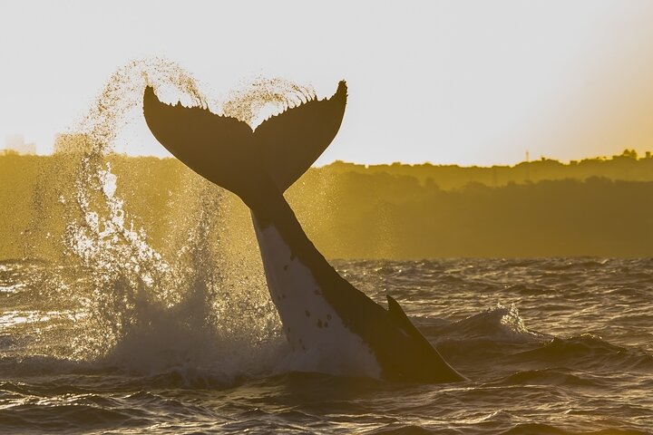 Sydney Whale Watching Adventure Cruise