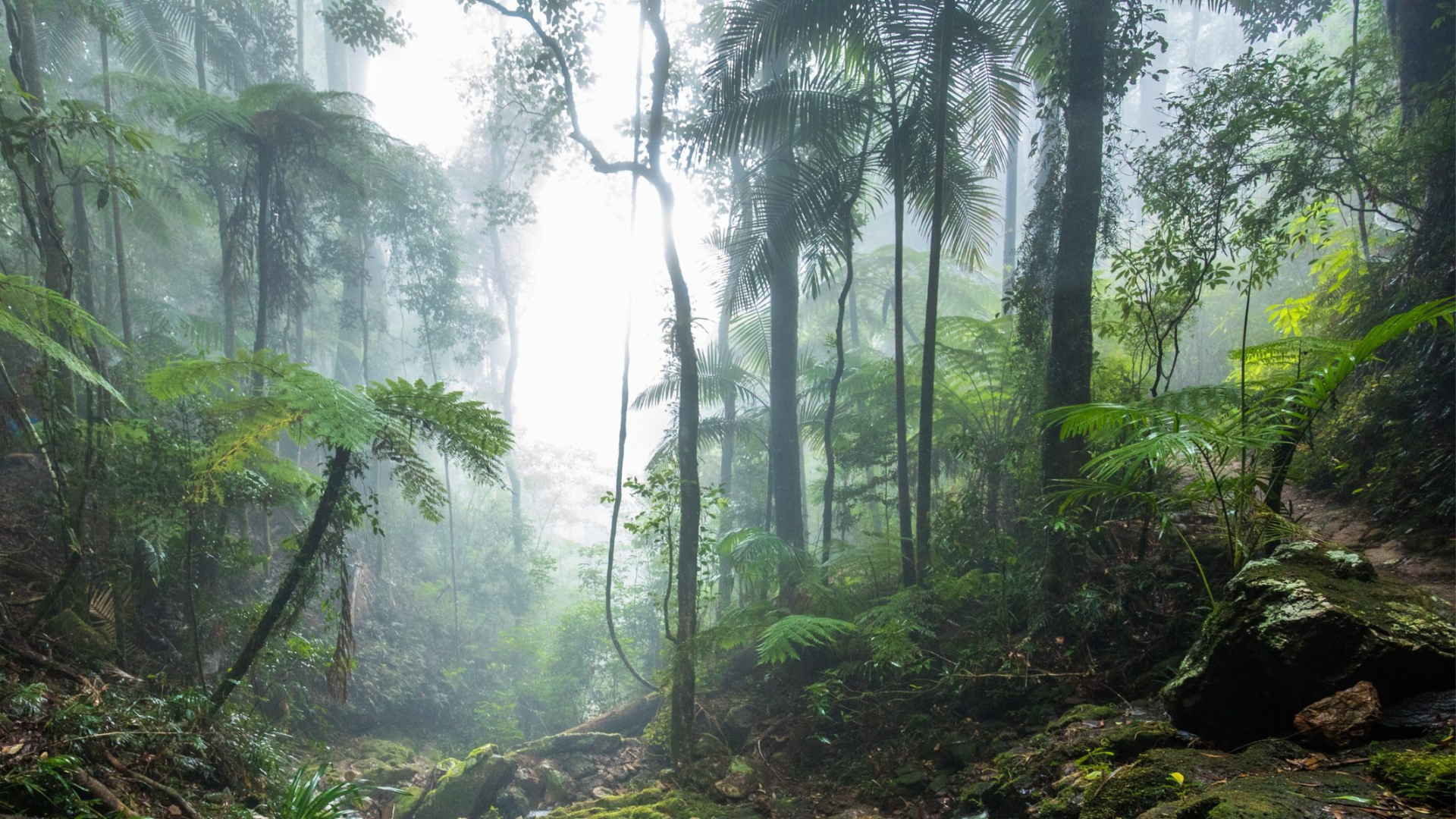 Motorcycle Tour of Numinbah Valley & Natural Bridge