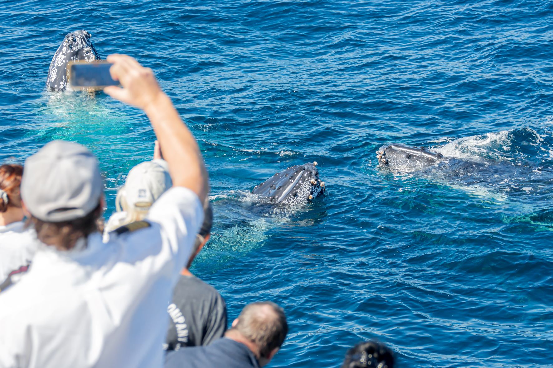 SUPER SAVER BUNDLE VOUCHER: 1 Full day reef & 1 Half Day Whale Watching