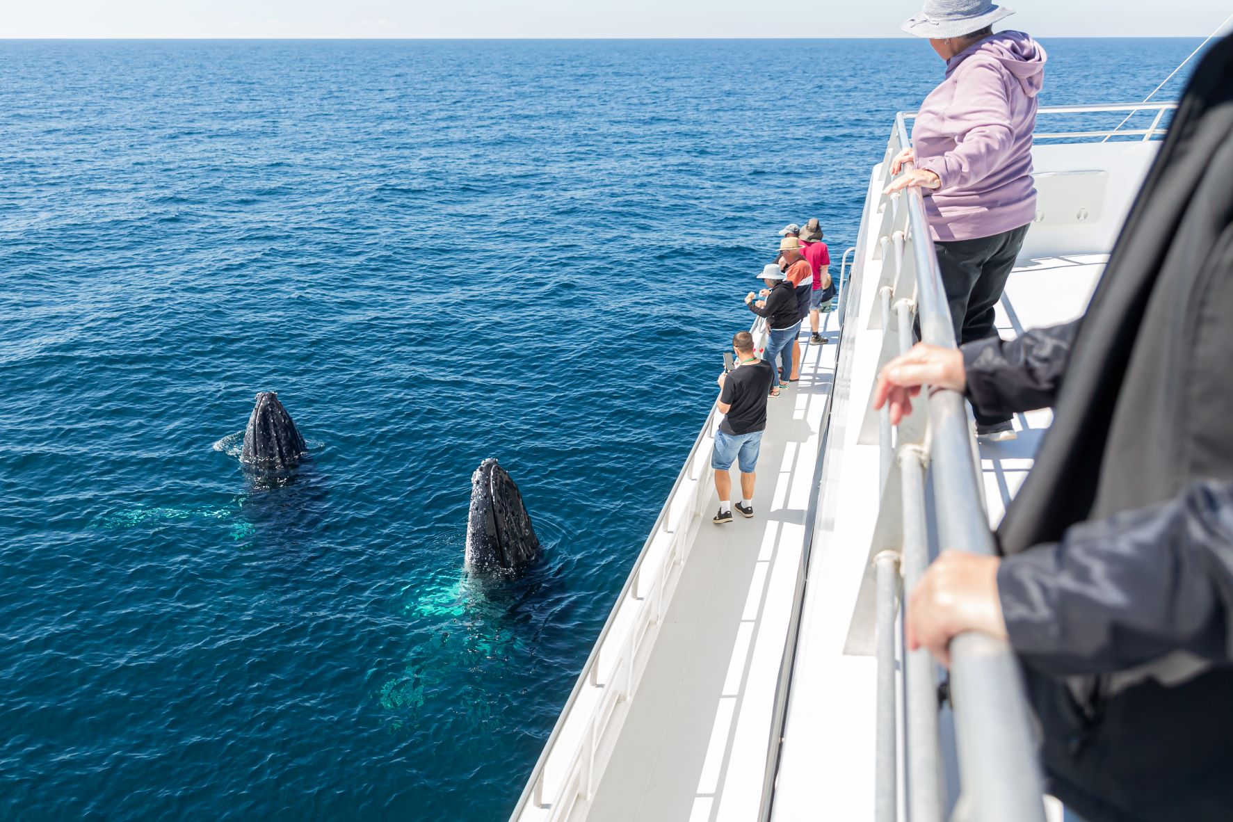 SUPER SAVER BUNDLE VOUCHER: 1 Full day reef & 1 Half Day Whale Watching