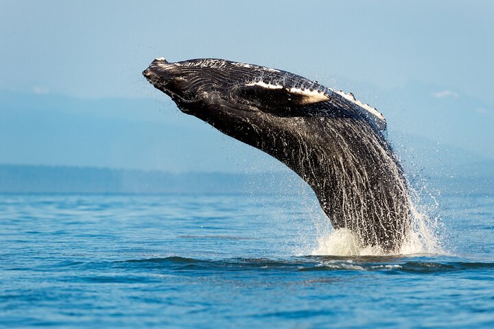 Sydney Whale Watching Adventure Cruise