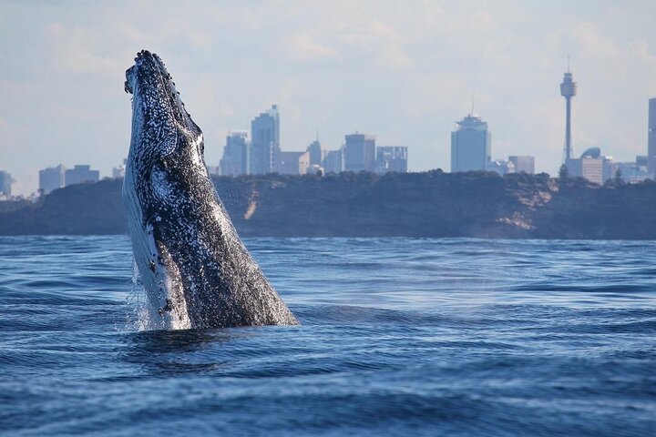 Sydney Whale Watching Adventure Cruise