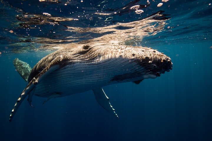 Sydney Whale Watching Adventure Cruise