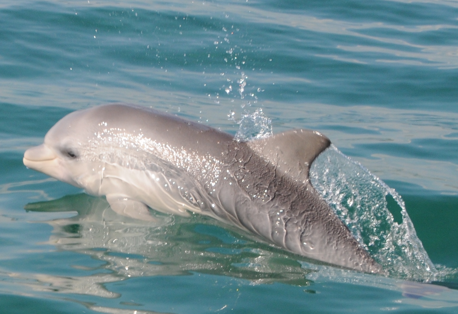 Swim With The Dolphins