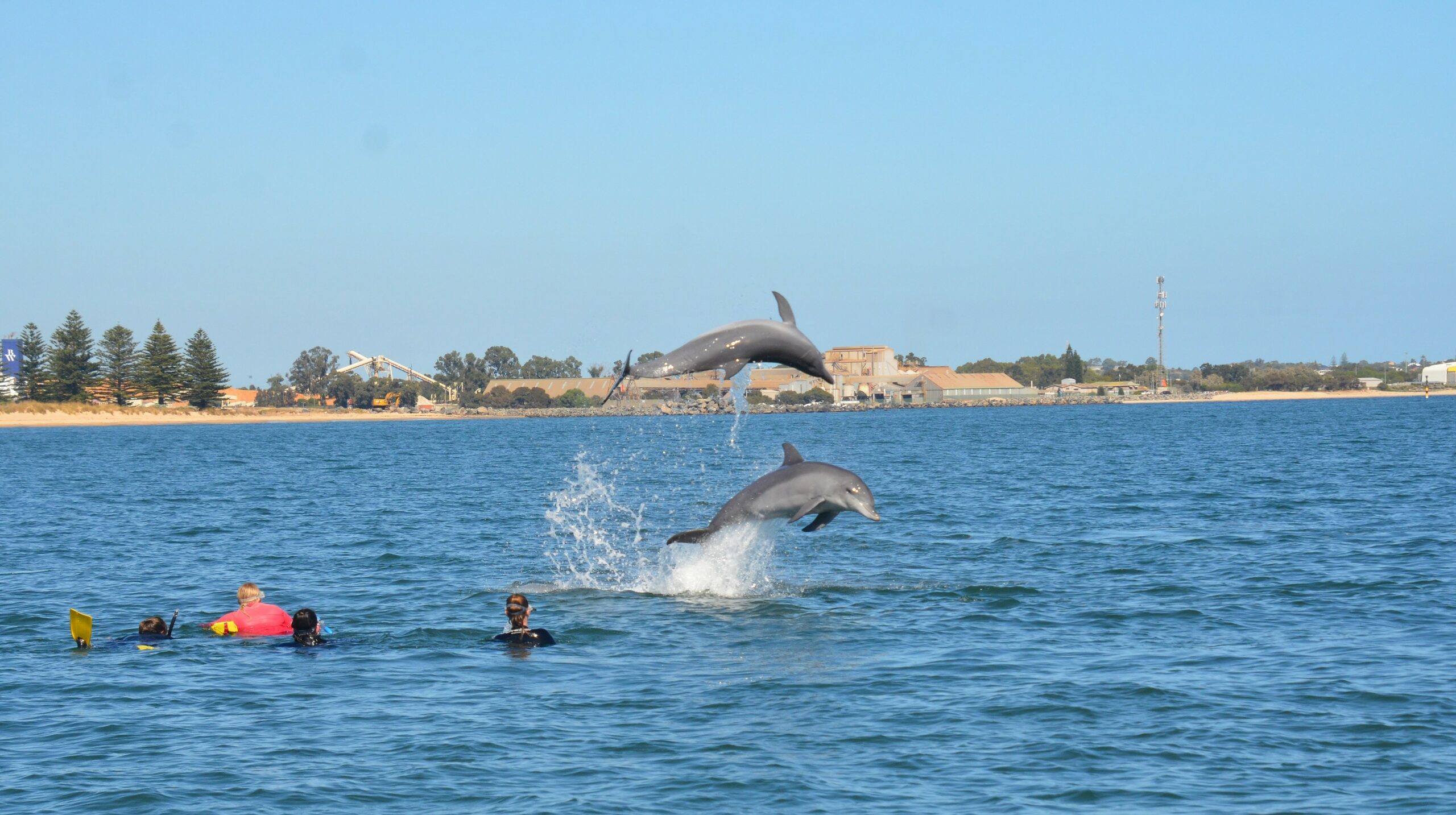 Swim With The Dolphins