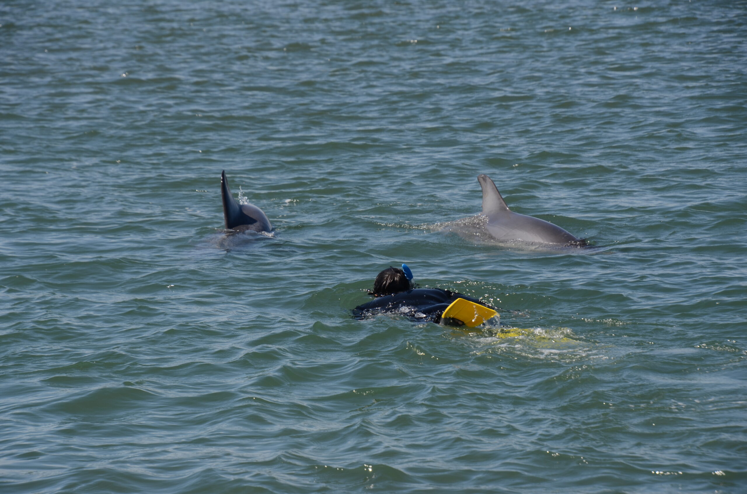 Swim With The Dolphins