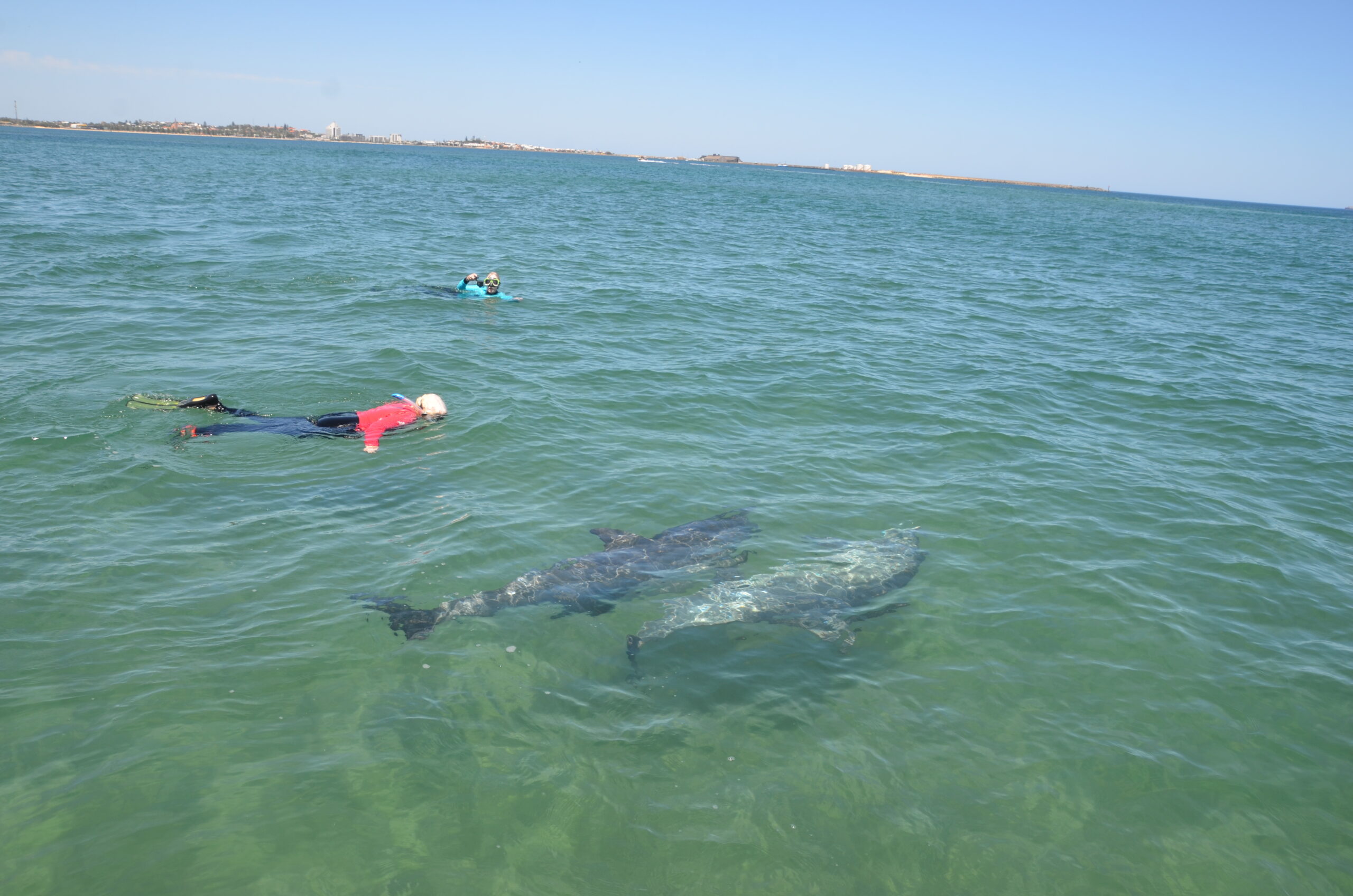 Swim With The Dolphins