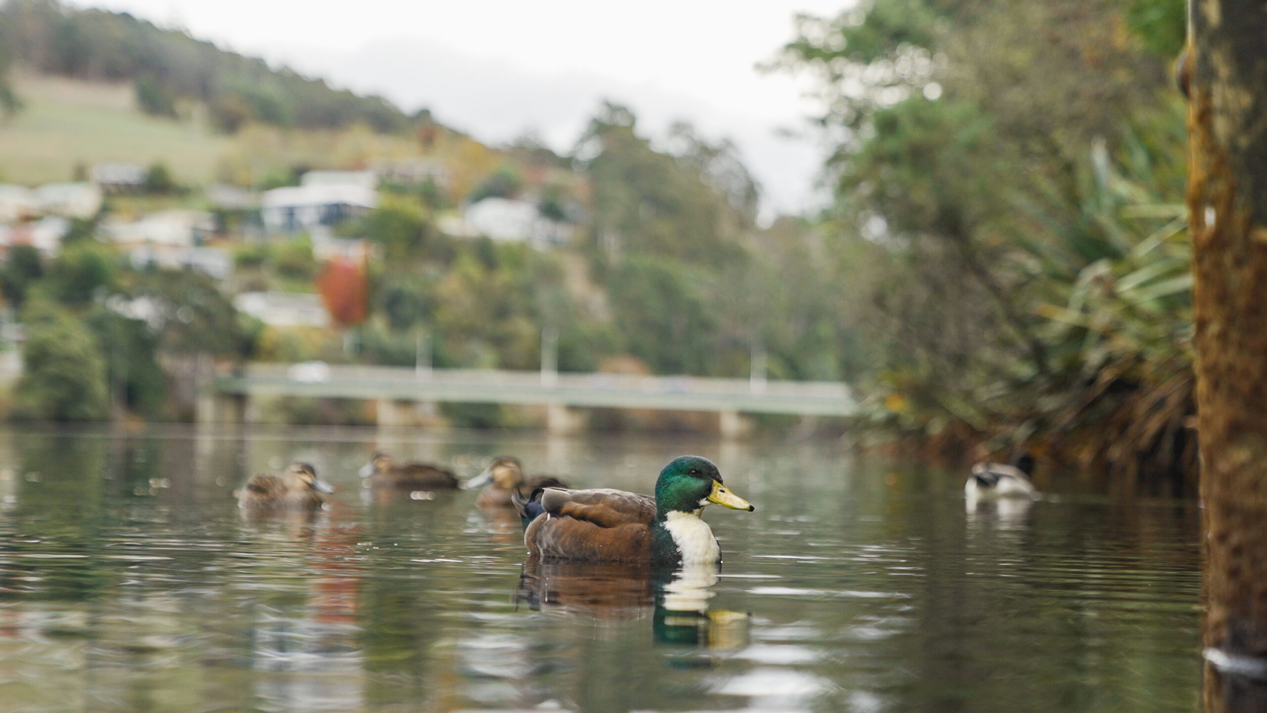 Huon Valley Safaris -  Food, Cider, and Gin Tour