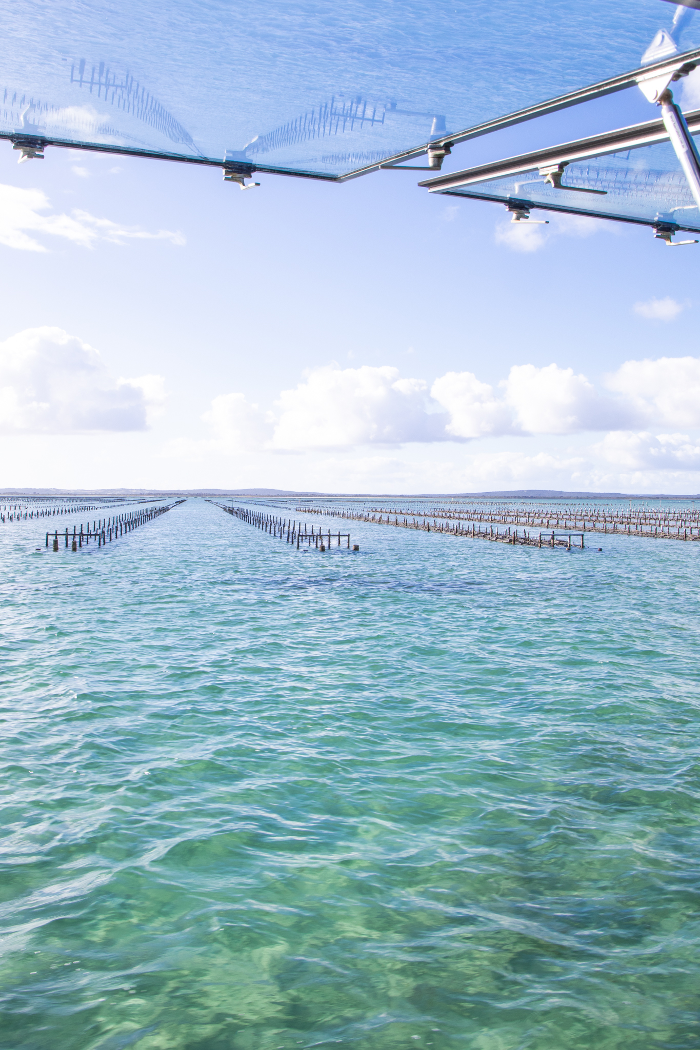 Premium Oyster Season Winter Tour (Kellidie Bay) inc Wading - No Oysters