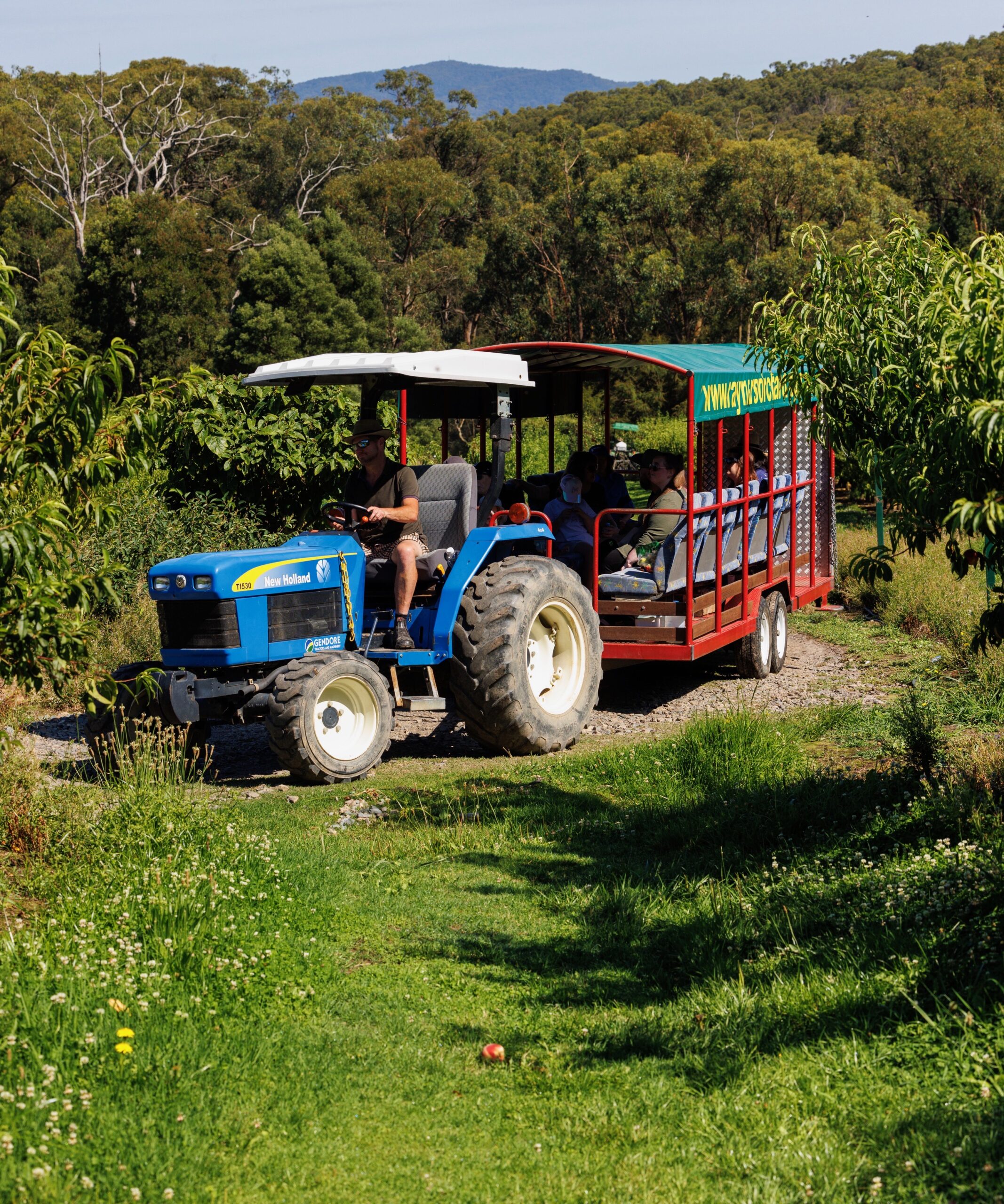 Yarra Valley Fruit Picking tour with Wildlife or Wineries