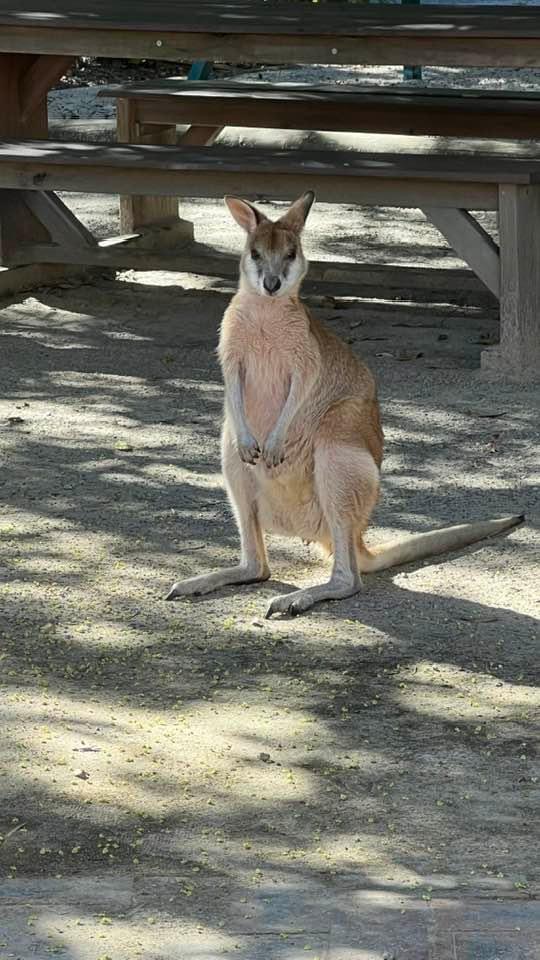 From Surfers Paradise - 'Tour to Tipplers' on South Stradbroke Island