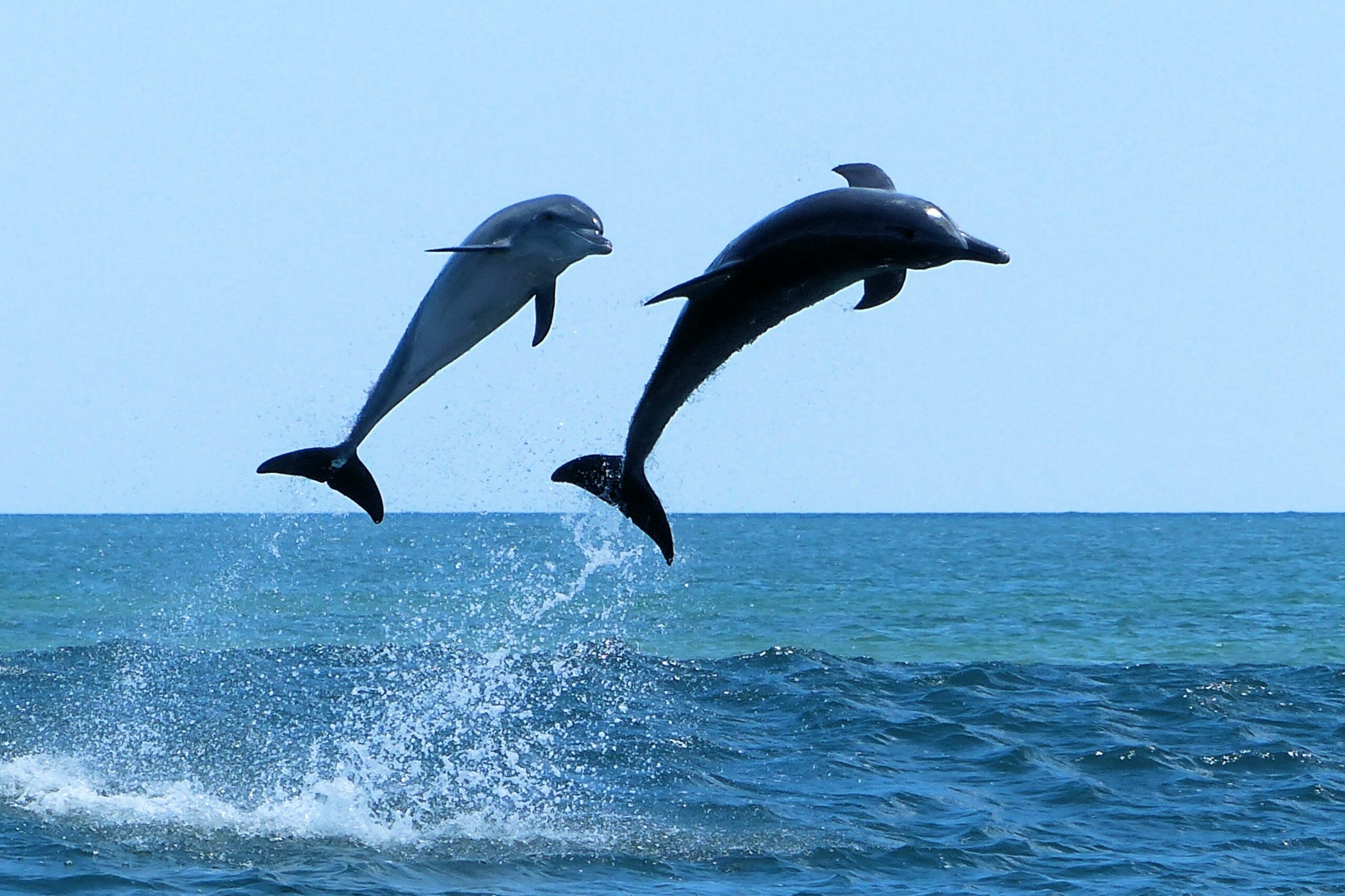 Swim With The Dolphins