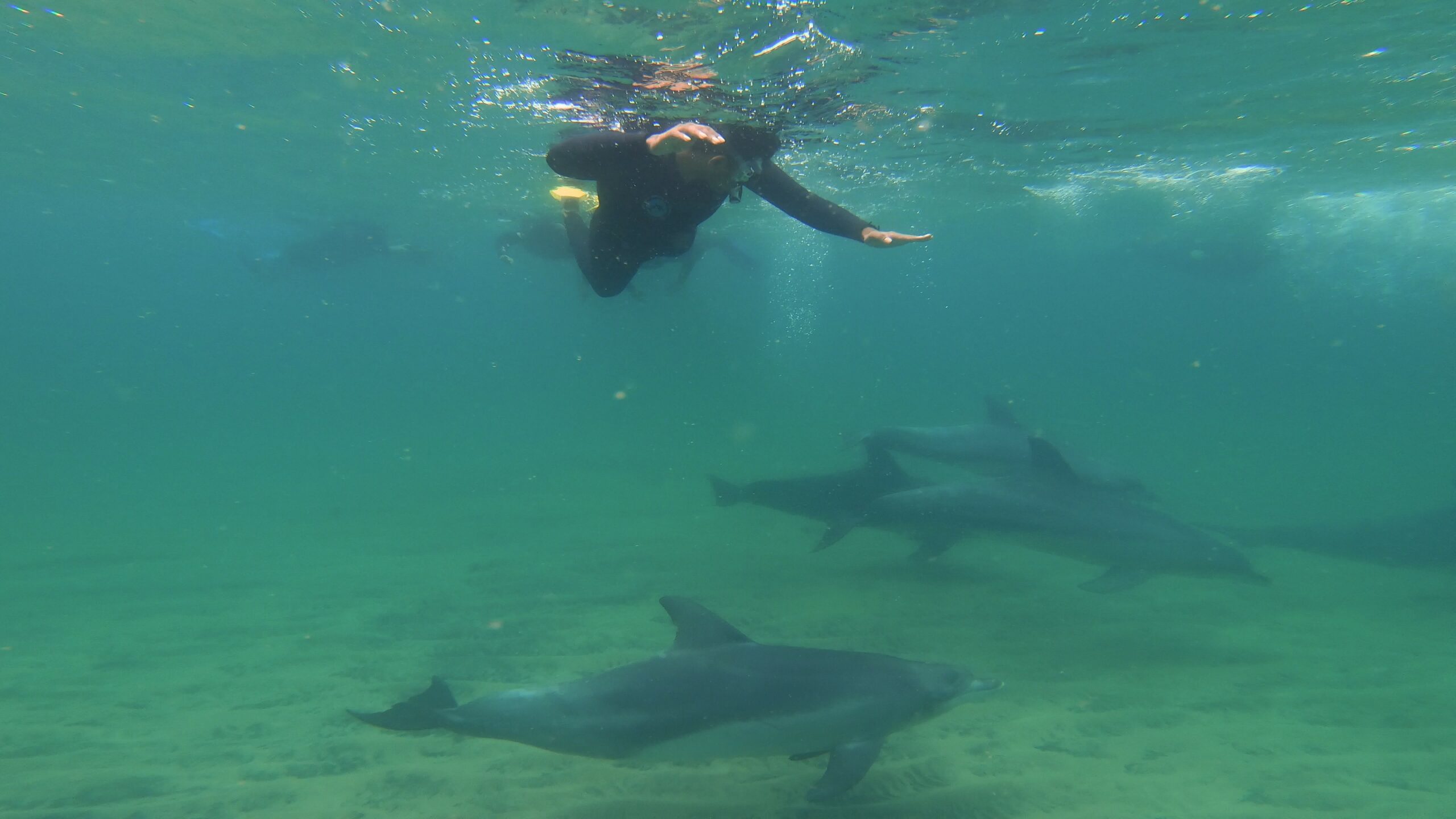 Swim With The Dolphins