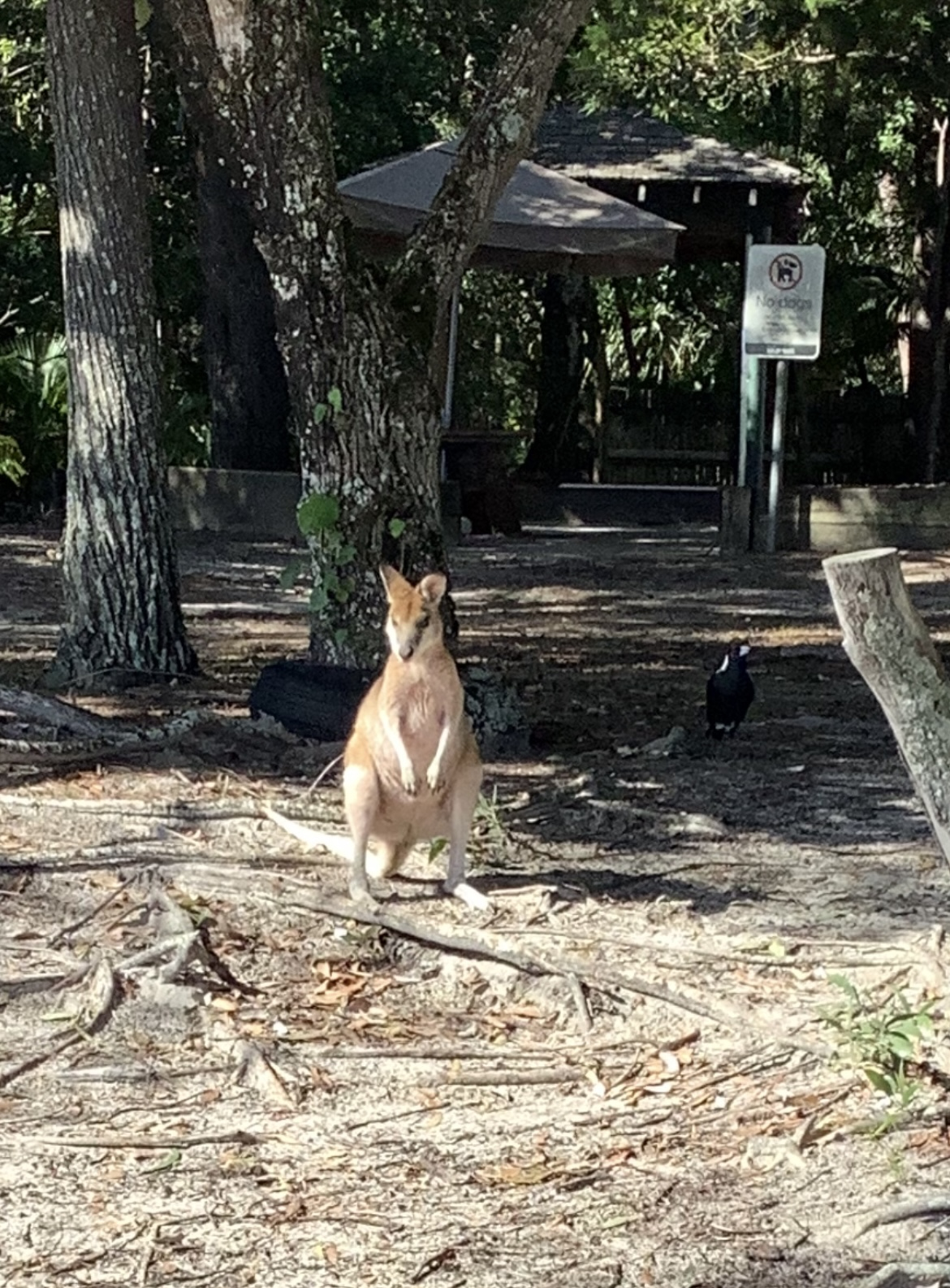 Surfers Paradise with Tour to Tipplers on South Stradbroke Island