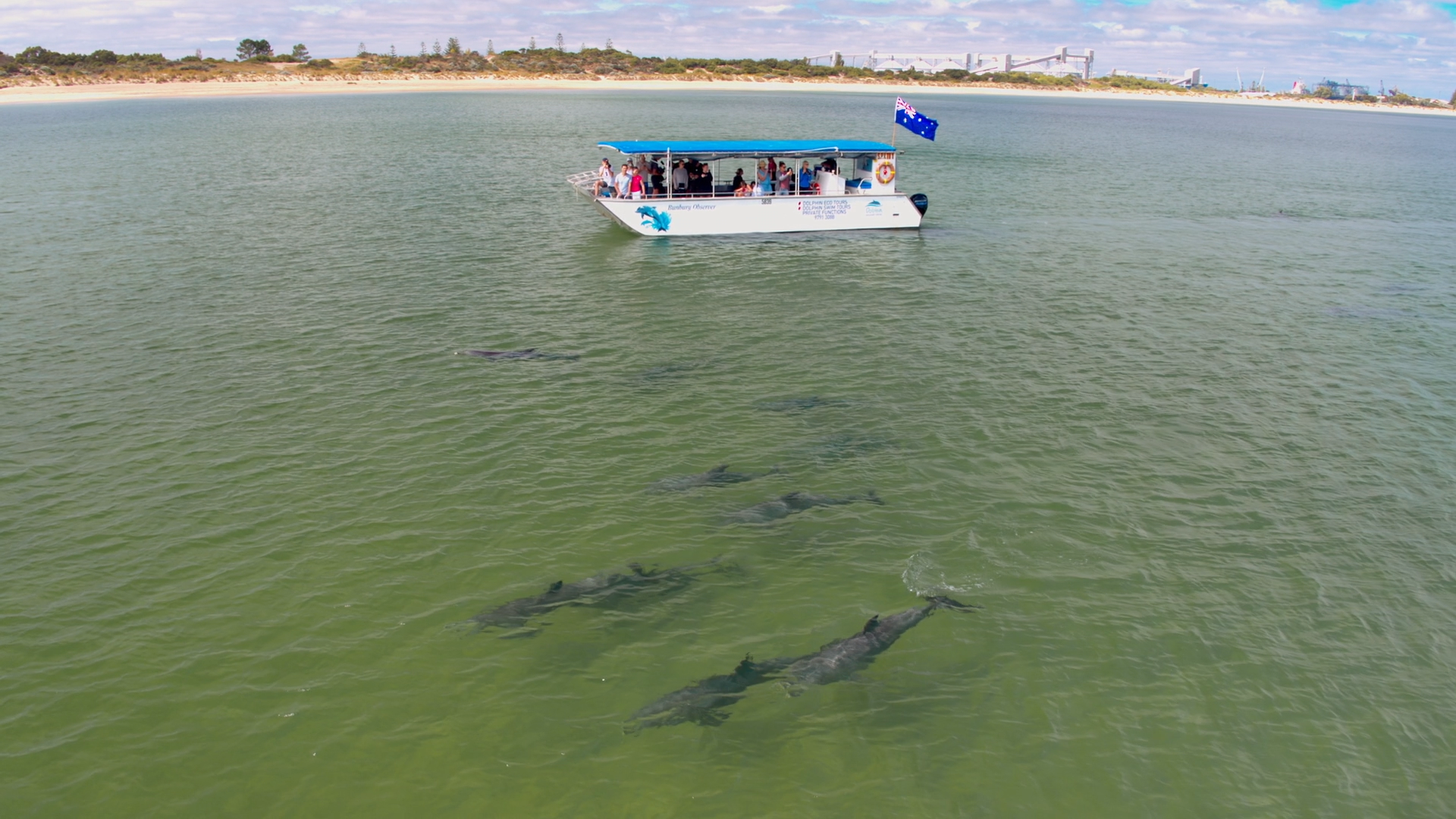 Swim With The Dolphins