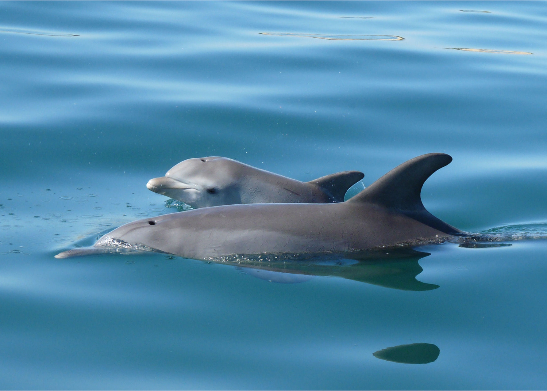 Swim With The Dolphins