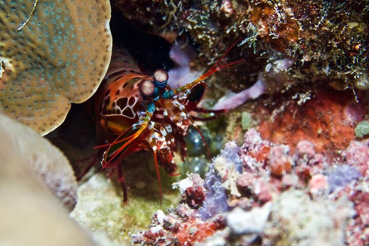 Private Guided Scuba Dive Port Douglas