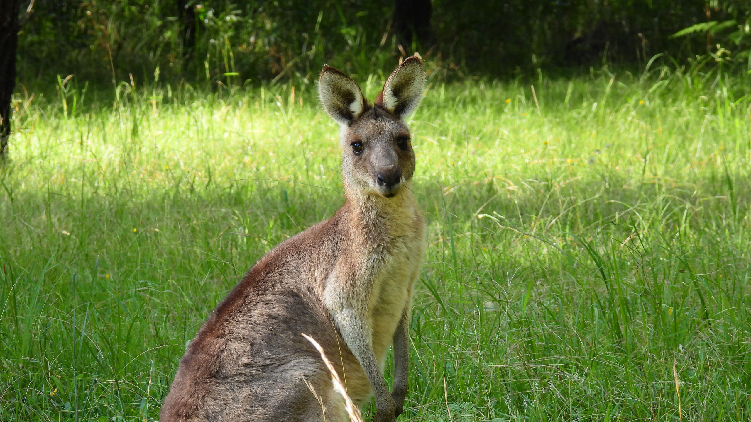 4 Day Aussie Wildlife Adventure