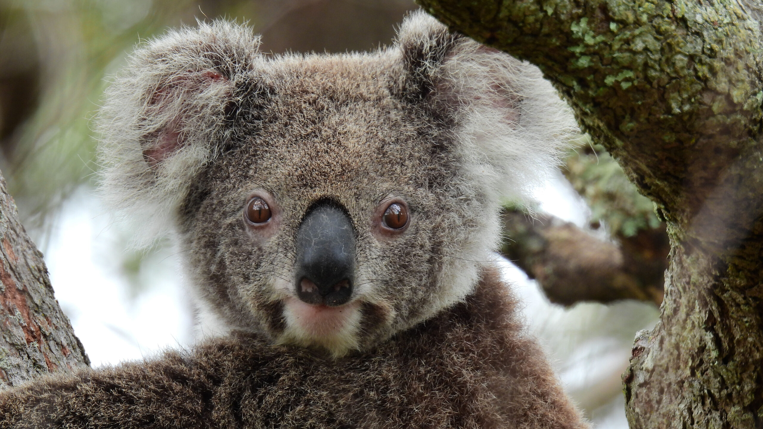 4 Day Aussie Wildlife Adventure