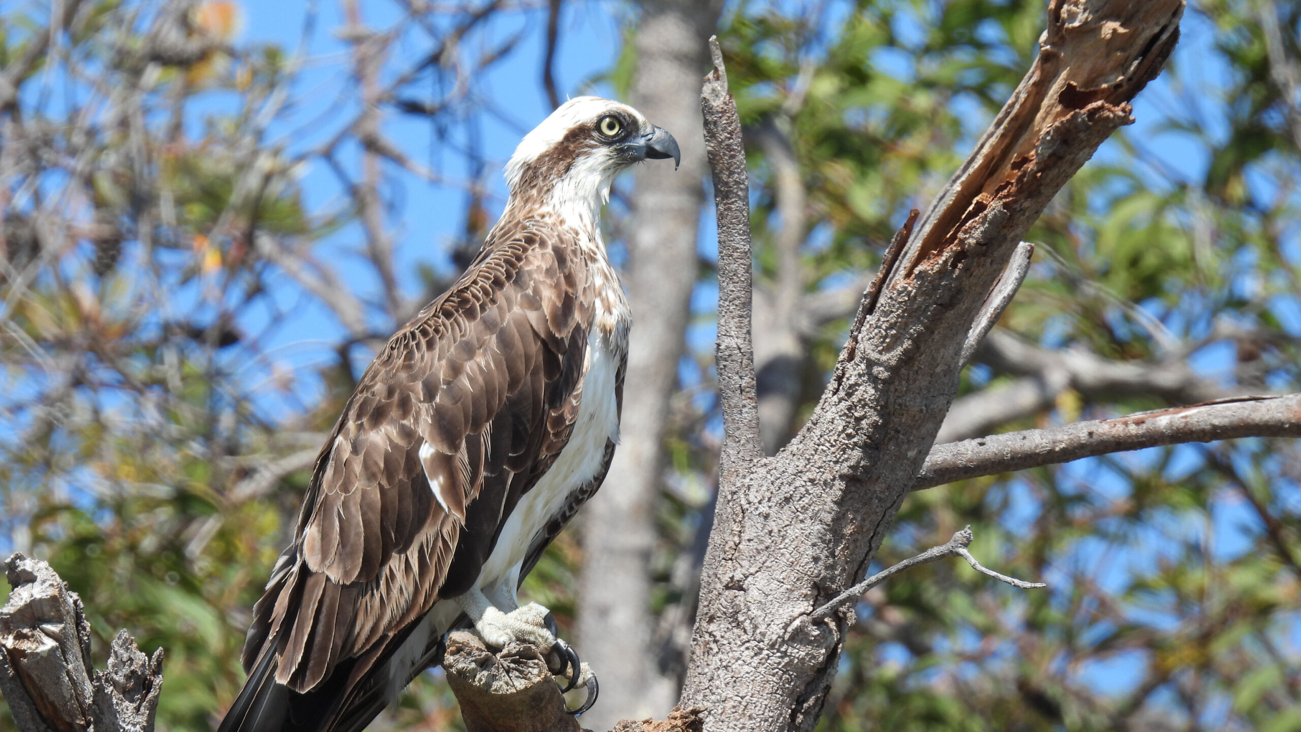 4 Day Aussie Wildlife Adventure