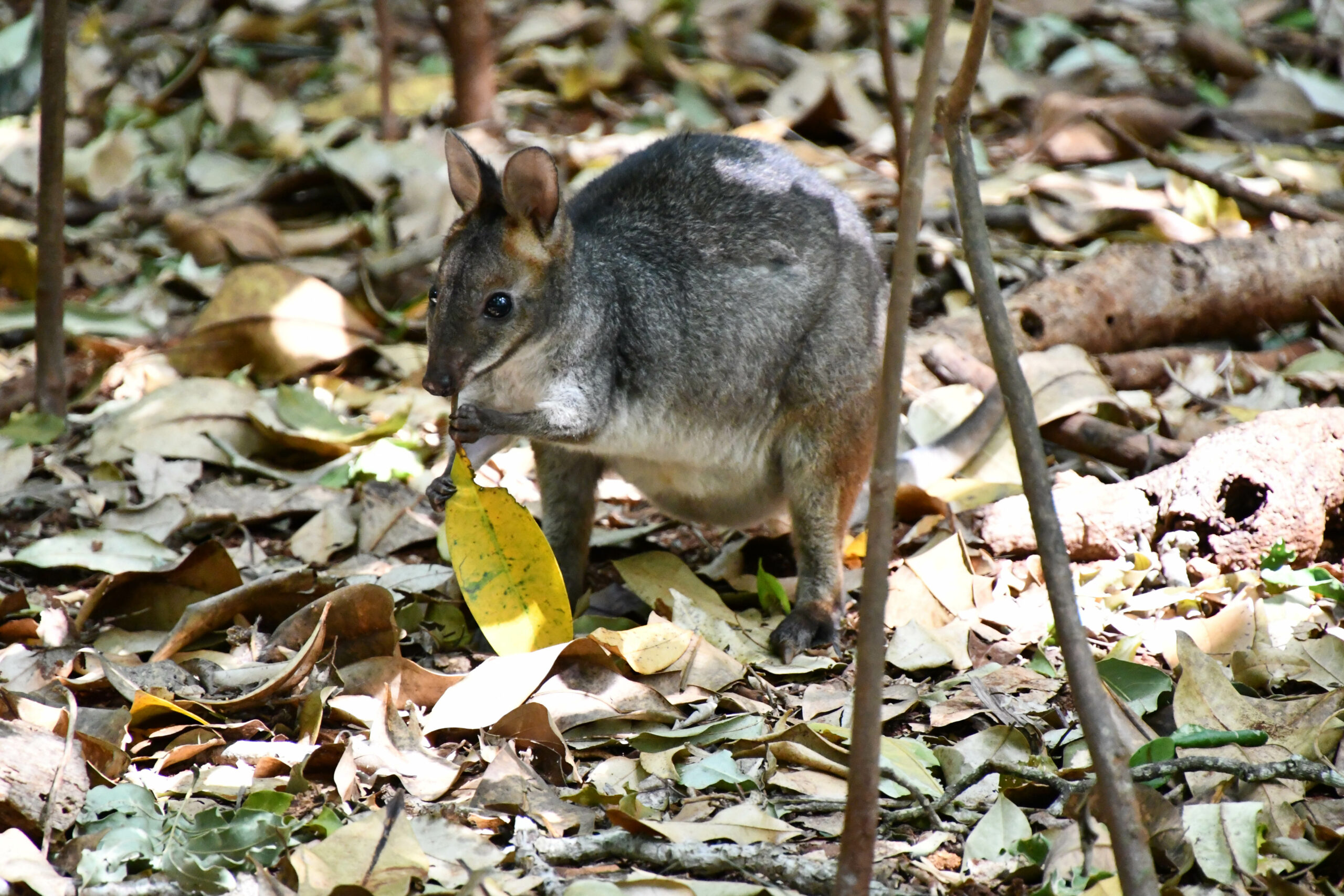 4 Day Aussie Wildlife Adventure