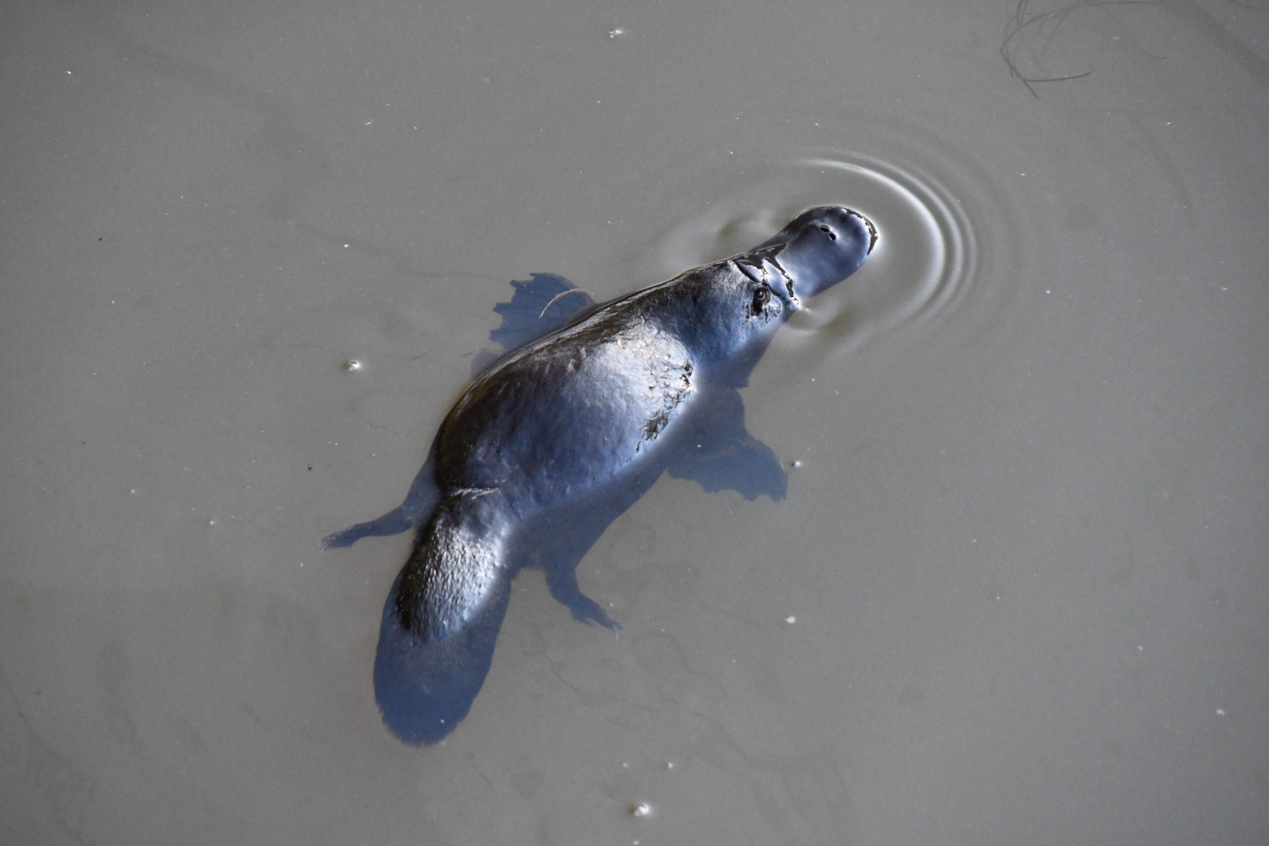 4 Day Aussie Wildlife Adventure