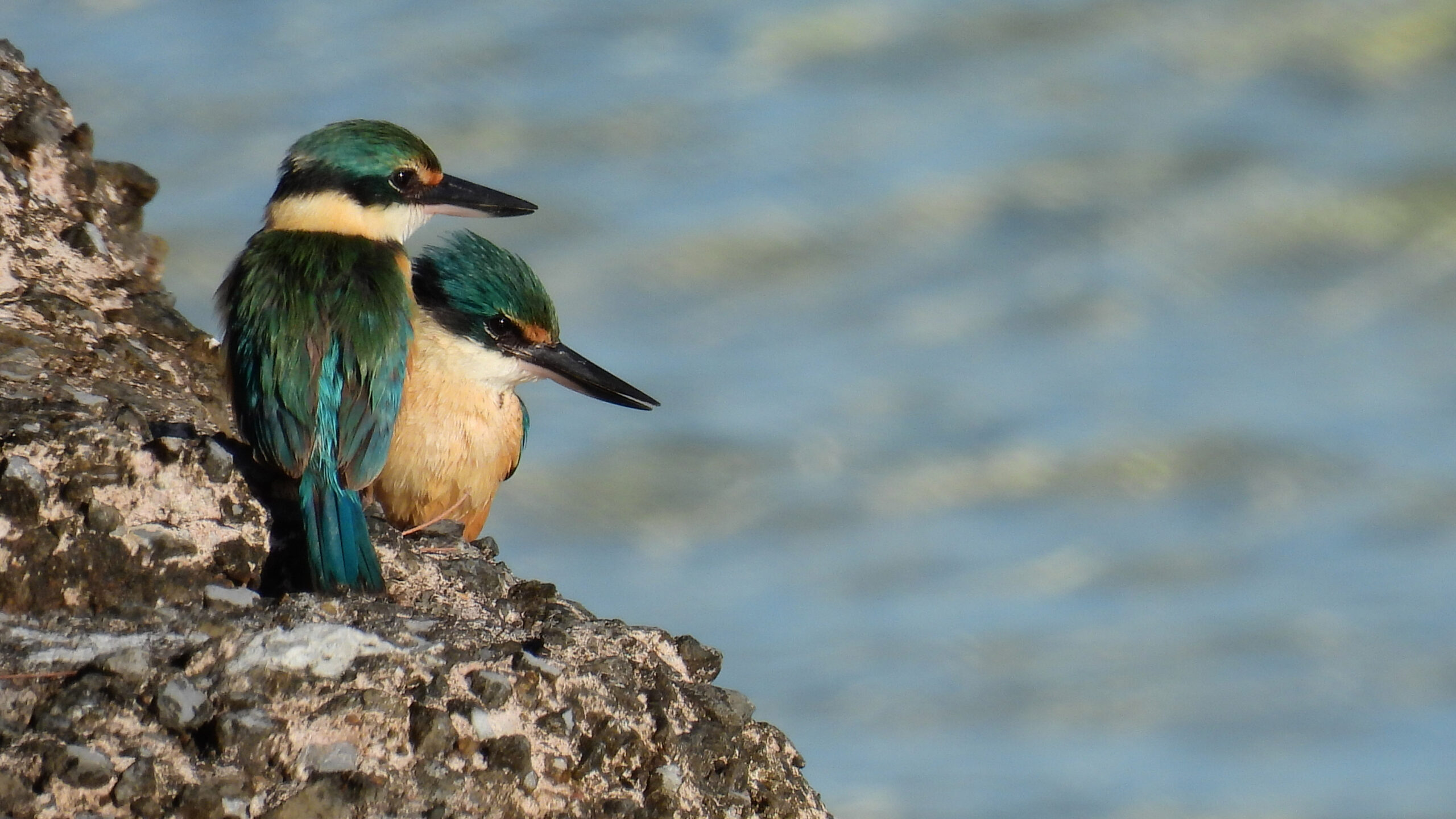 4 Day Aussie Wildlife Adventure