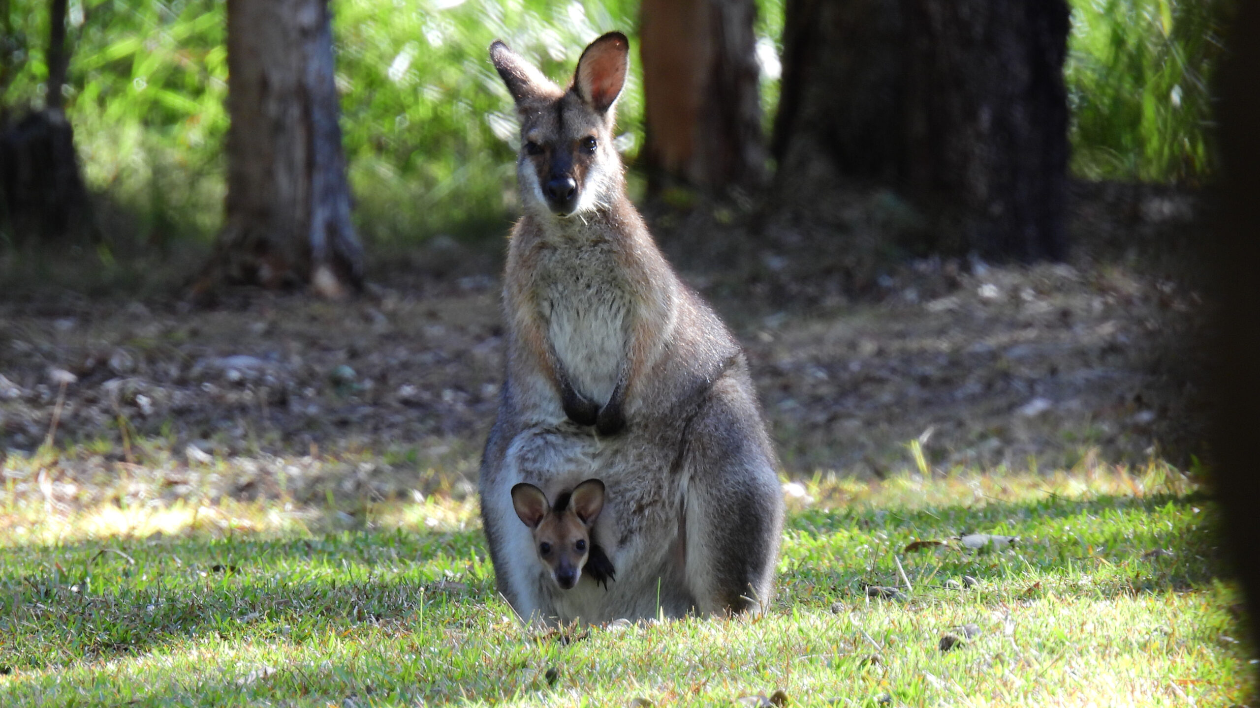 4 Day Aussie Wildlife Adventure