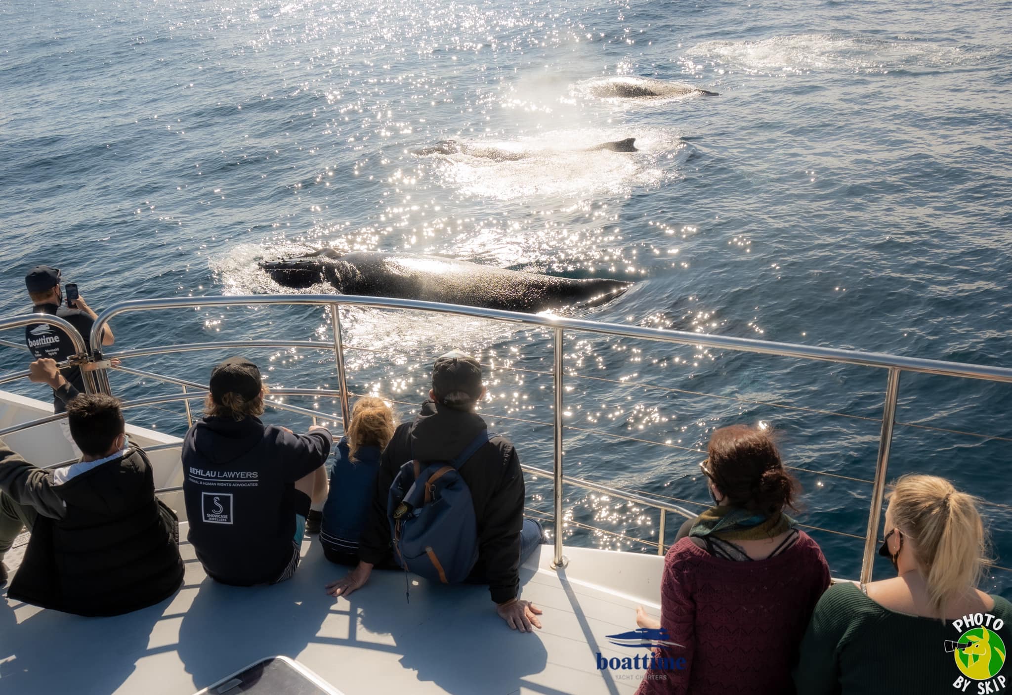 (AGENTS) Luxury Whale Watching Experience