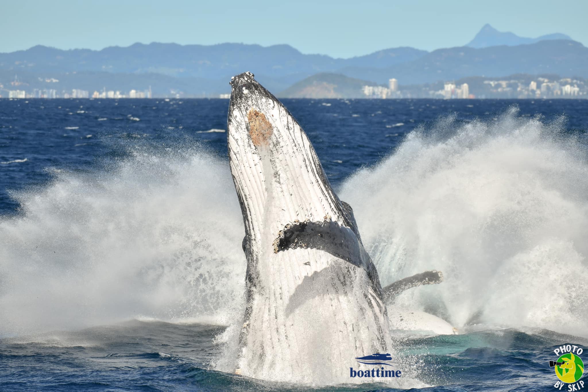 (AGENTS) Luxury Whale Watching Experience