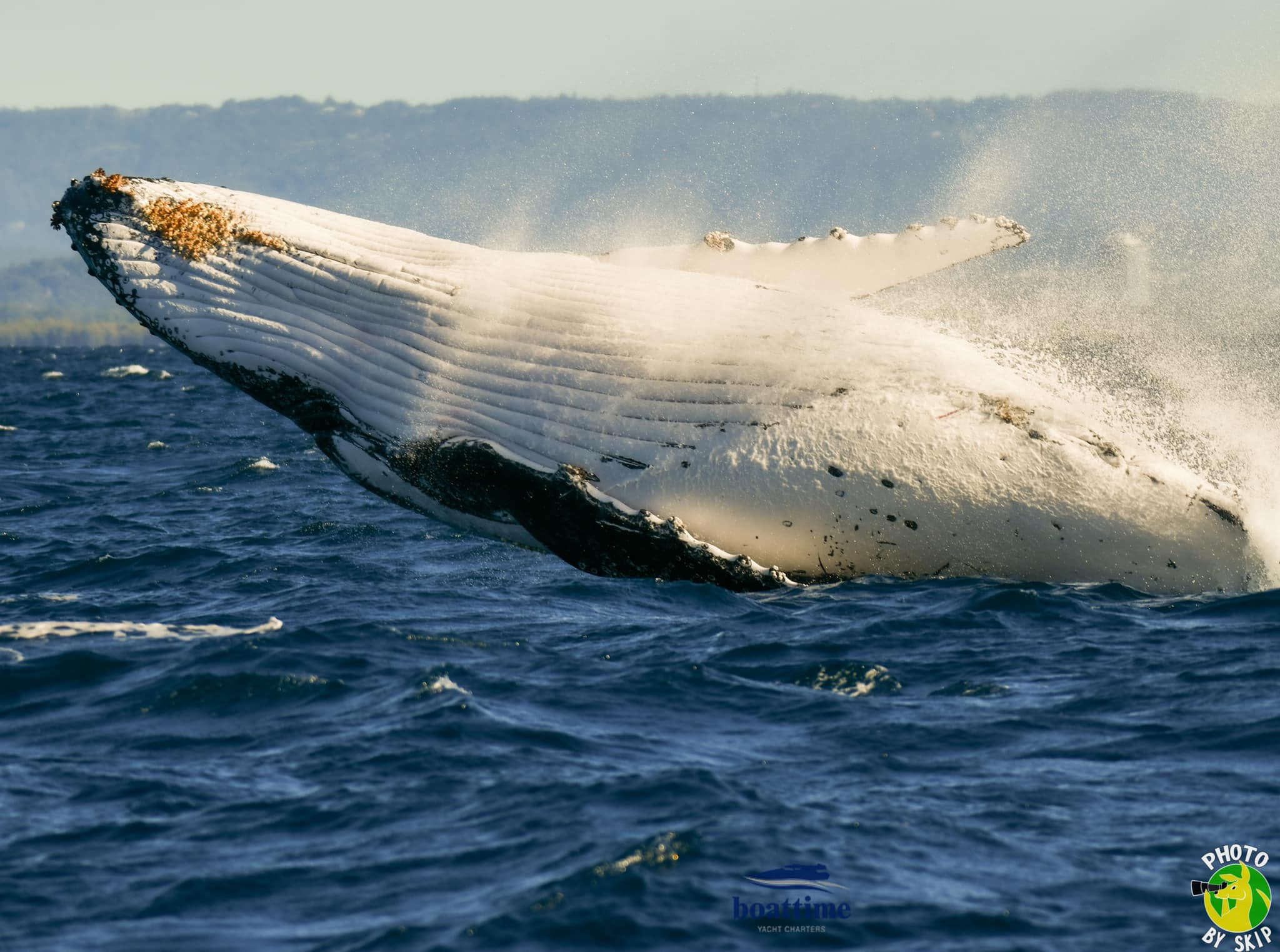 (AGENTS) Luxury Whale Watching Experience