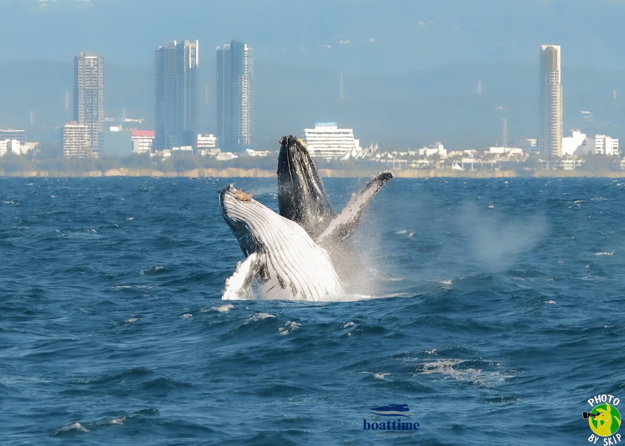 (AGENTS) Luxury Whale Watching Experience