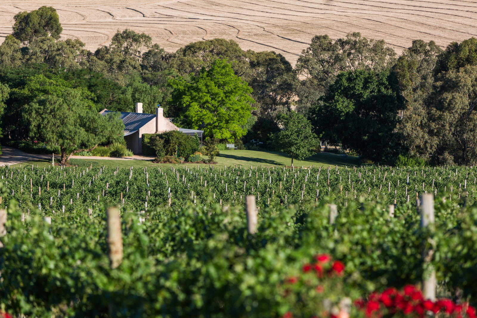 Barossa: Small Group Wine Tours with Lunch