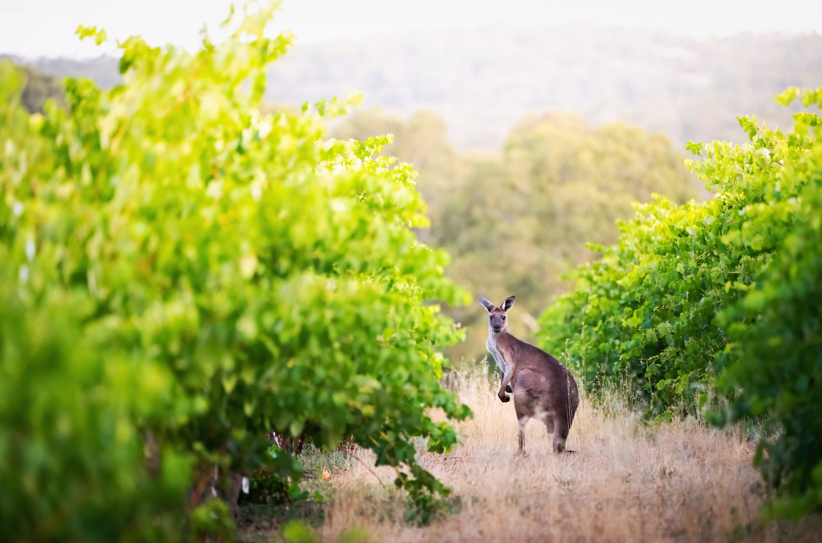 Barossa: Small Group Wine Tours with Lunch