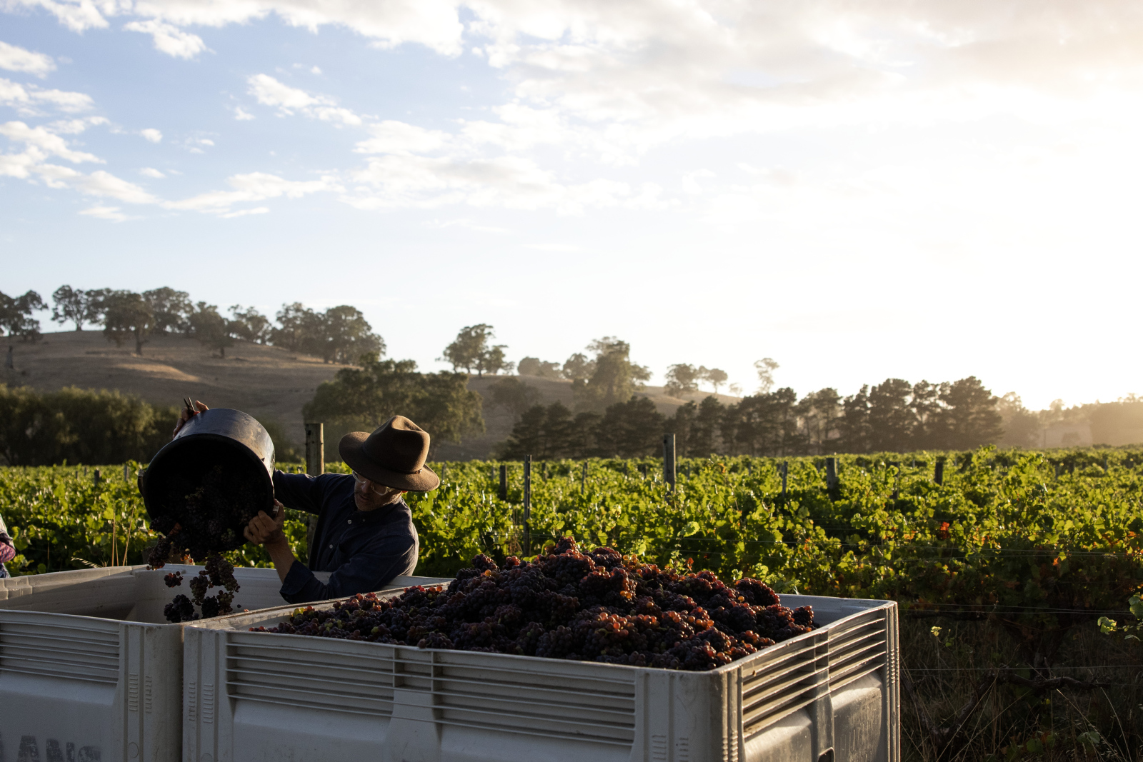 Barossa: Small Group Wine Tours with Lunch