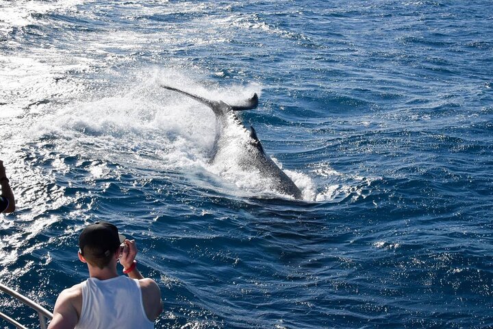 Whale Watching and Wildlife Cruise Townsville and Magnetic Island