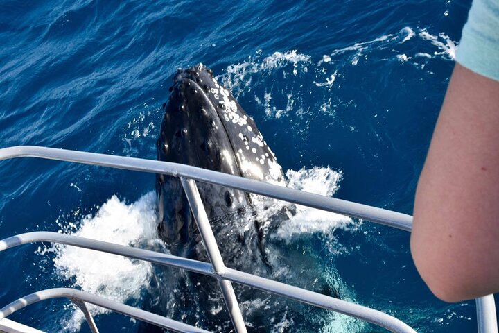 Whale Watching and Wildlife Cruise Townsville and Magnetic Island