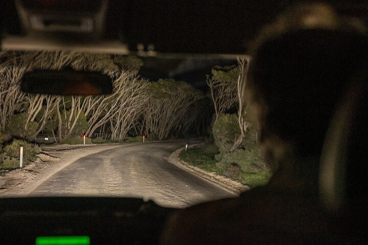 Nocturnal Tour of Kangaroo Island