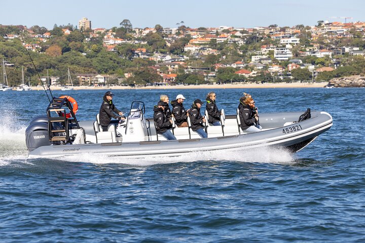 Sydney Whale Watching on Small RIB