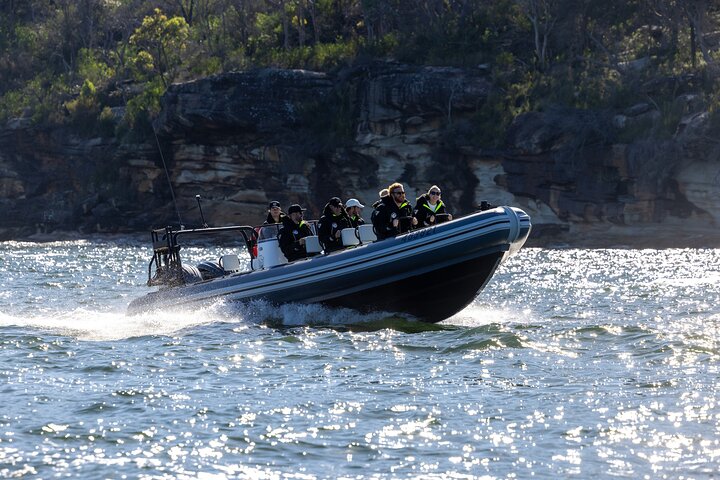 Sydney Whale Watching on Small RIB