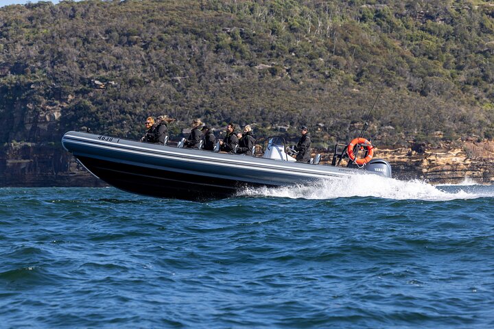 Sydney Whale Watching on Small RIB