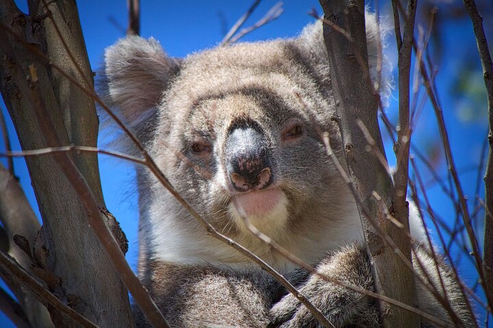 One Day Kangaroo Island Highlights Tour