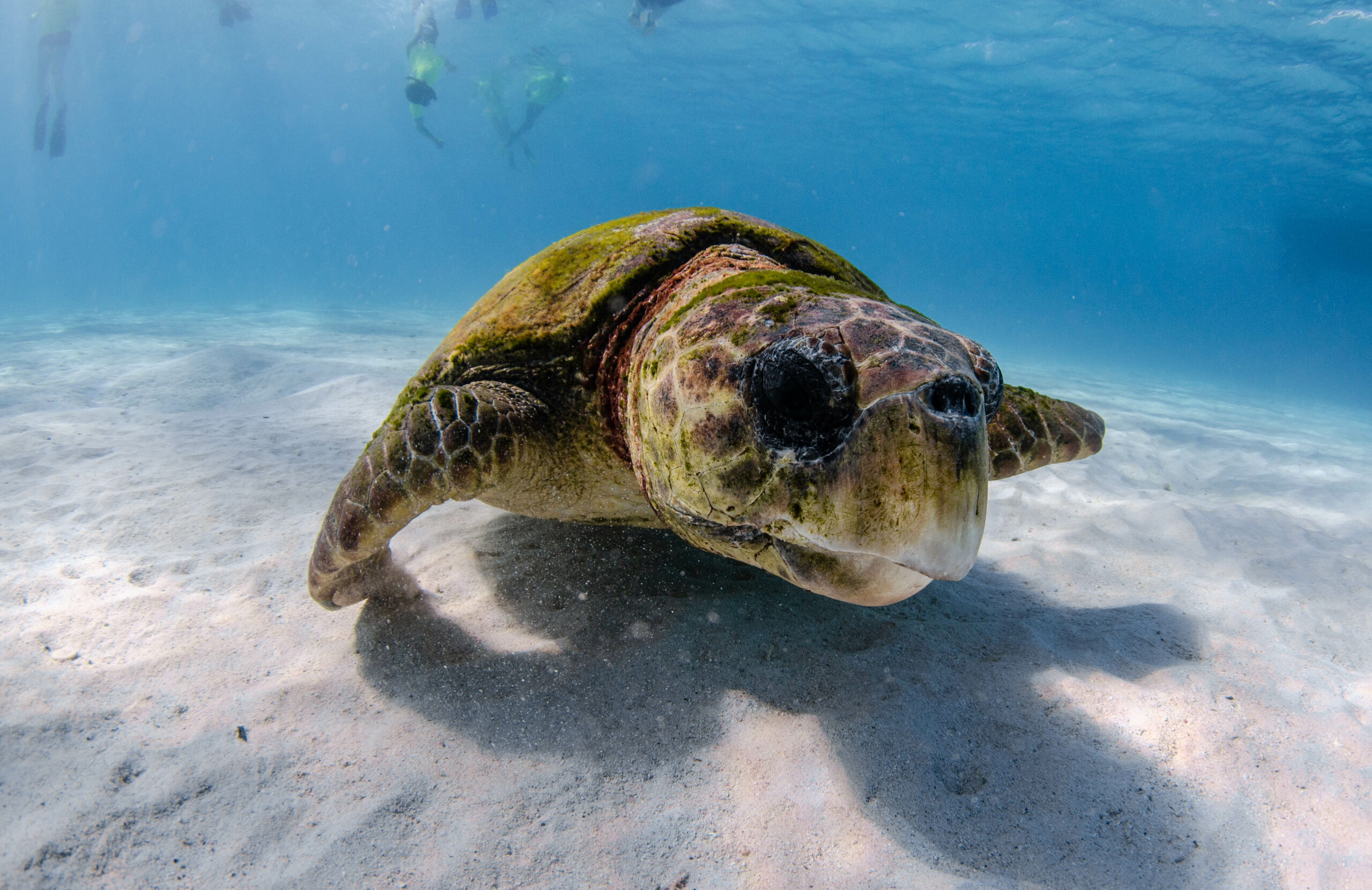 NINGALOO MARINE SAFARI