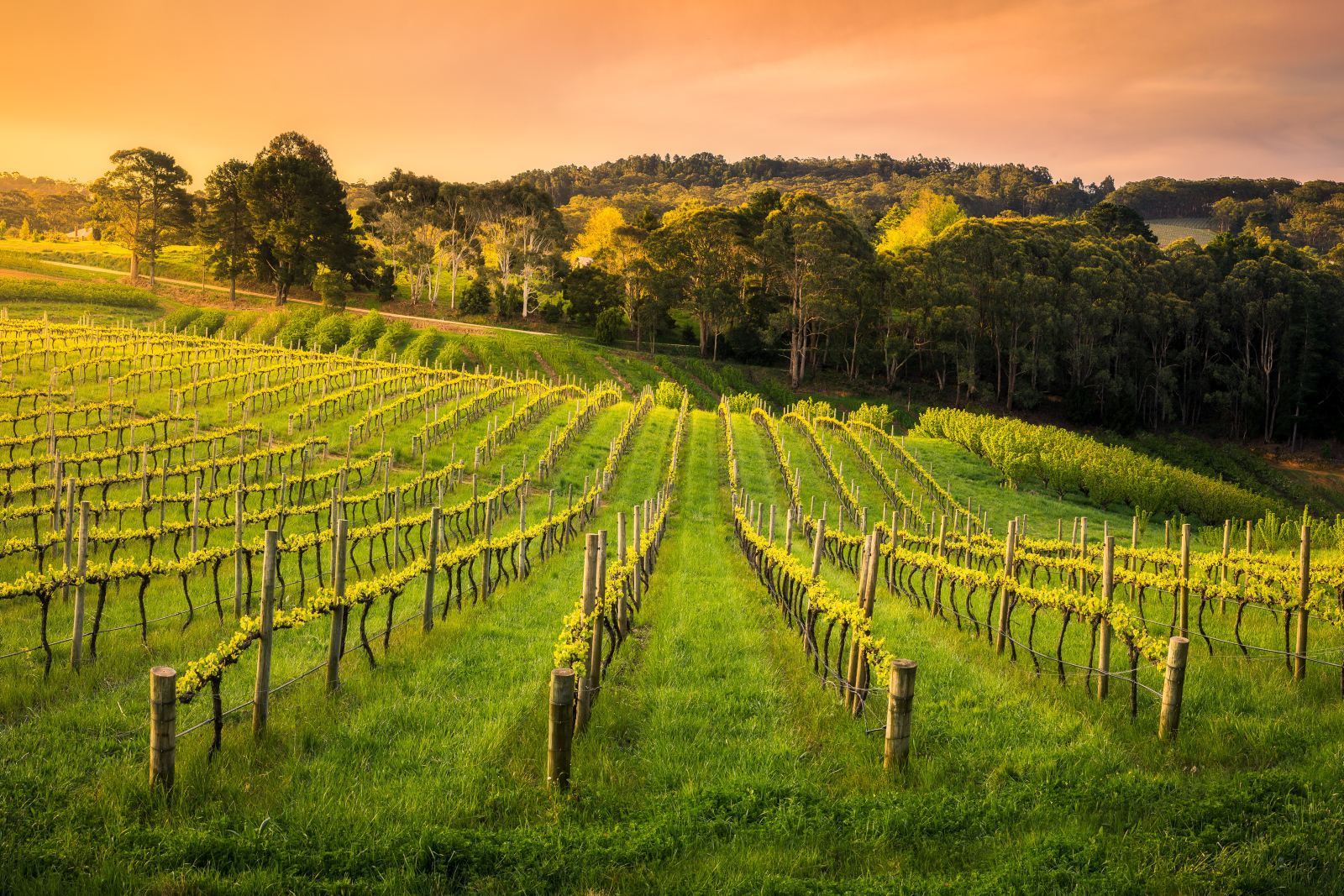 Barossa: Small Group Wine Tours with Lunch