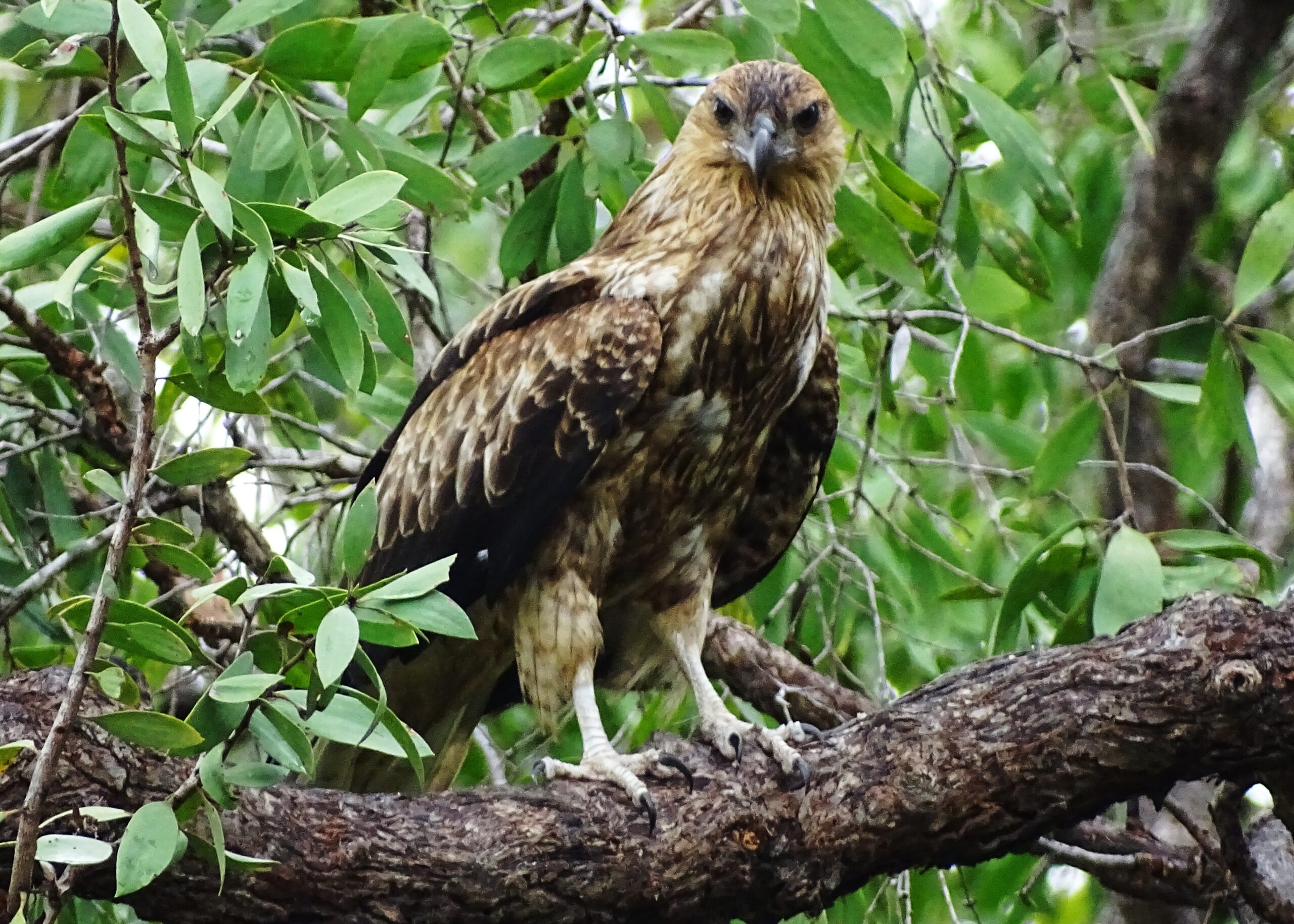 Arnhem Land Day Tour