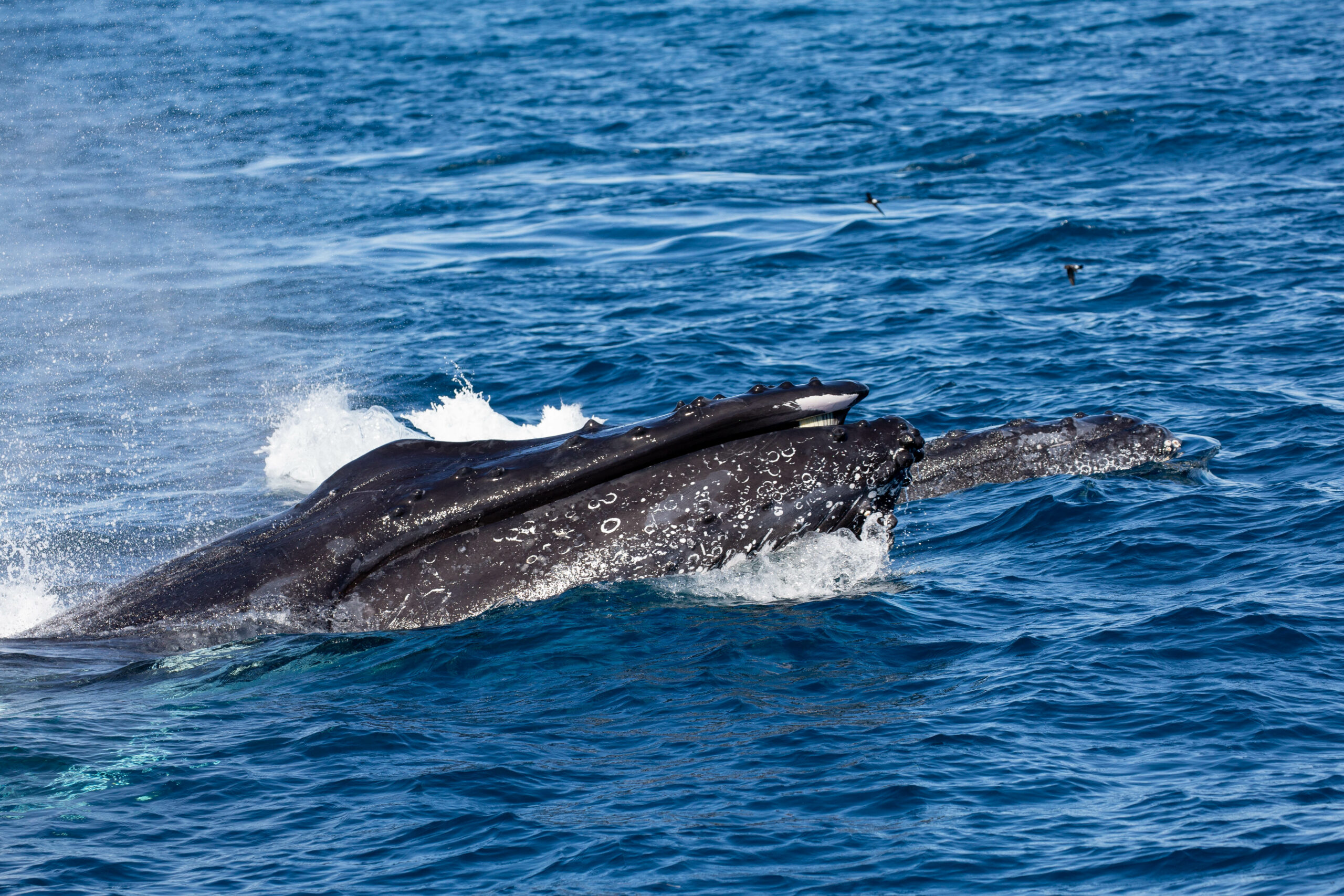 HUMPBACK WHALE ADVENTURE