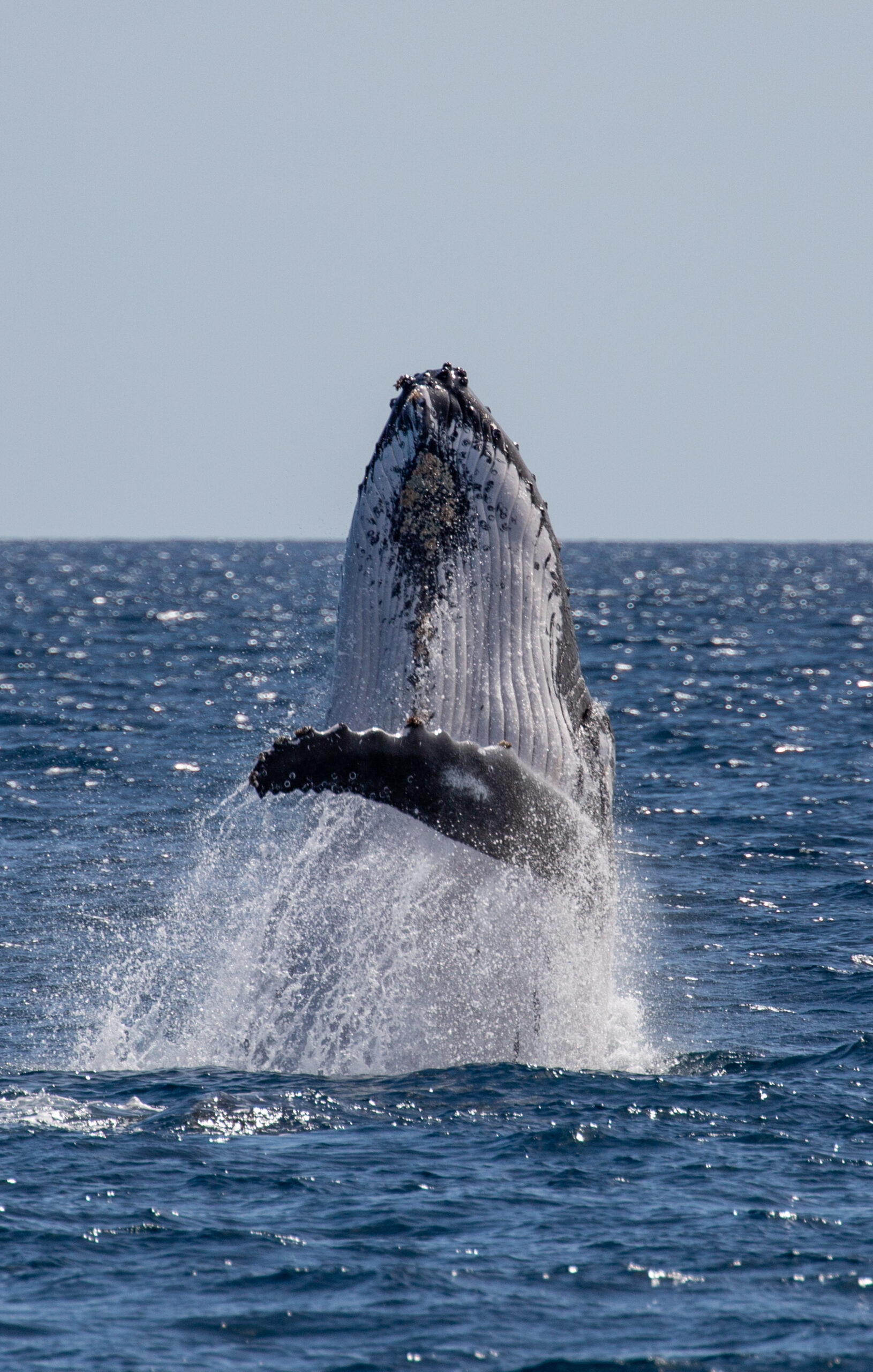 HUMPBACK WHALE ADVENTURE