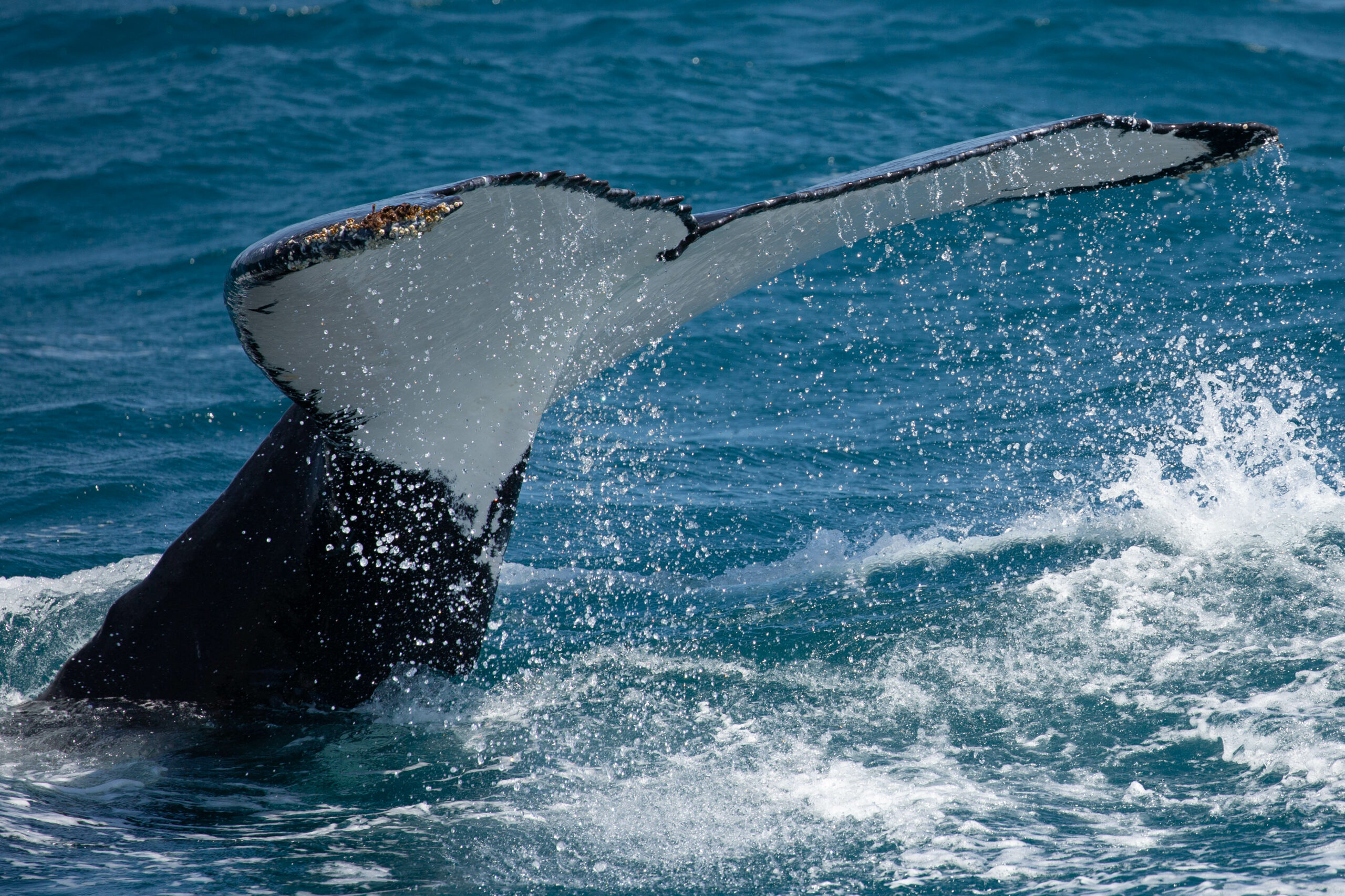 HUMPBACK WHALE ADVENTURE