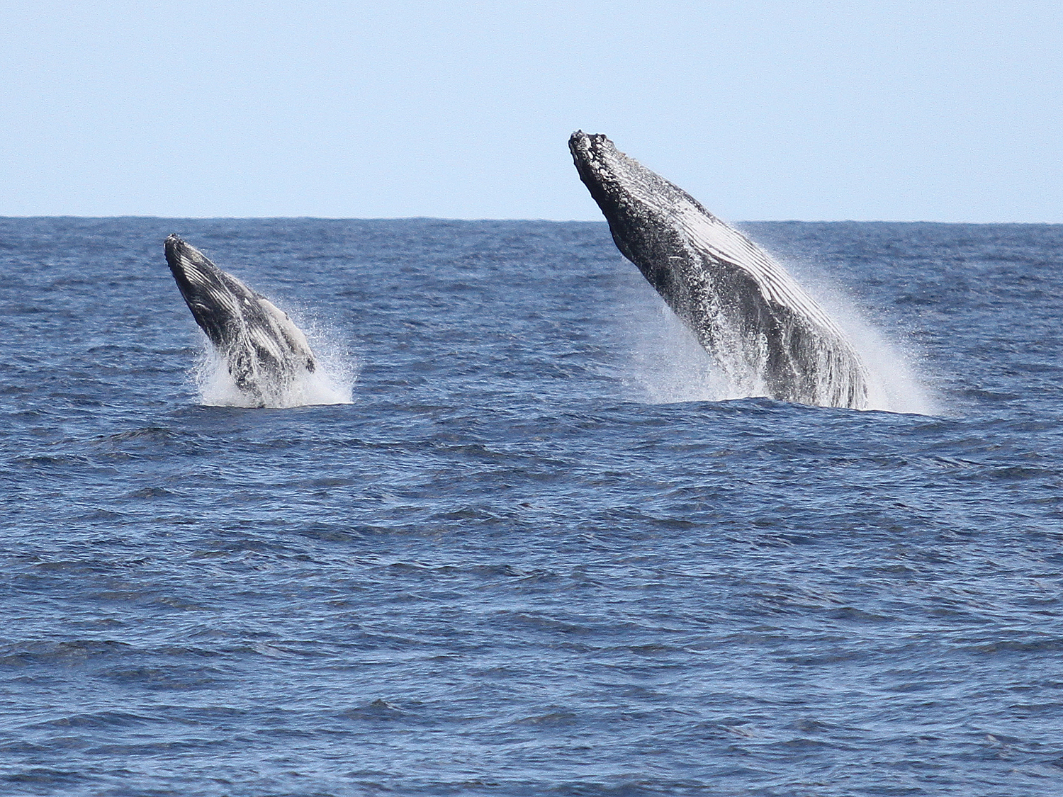 (AGENTS) Luxury Whale Watching Experience